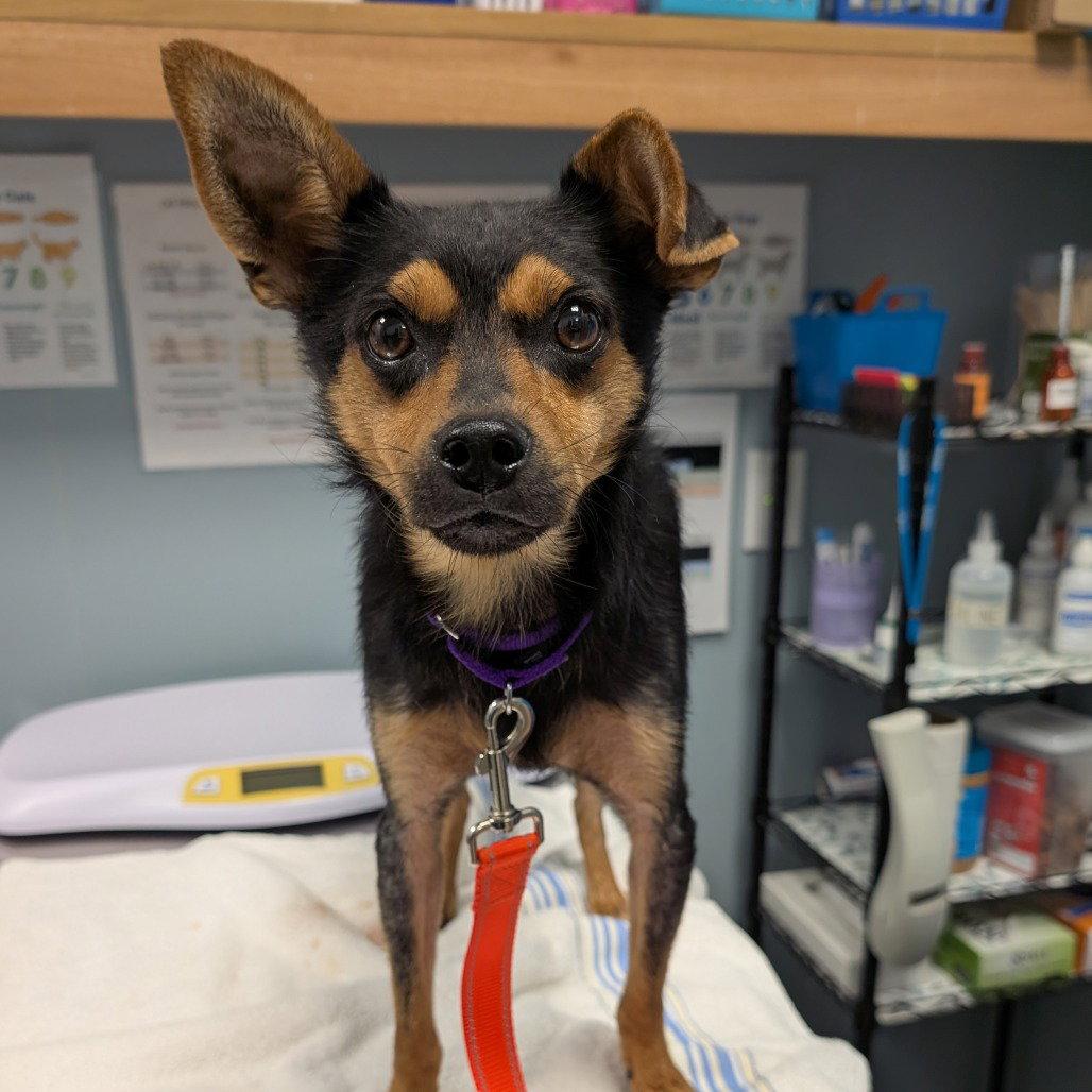 Tortilla, a Adopted Miniature Pinscher in New Castle, DE image 2/2
