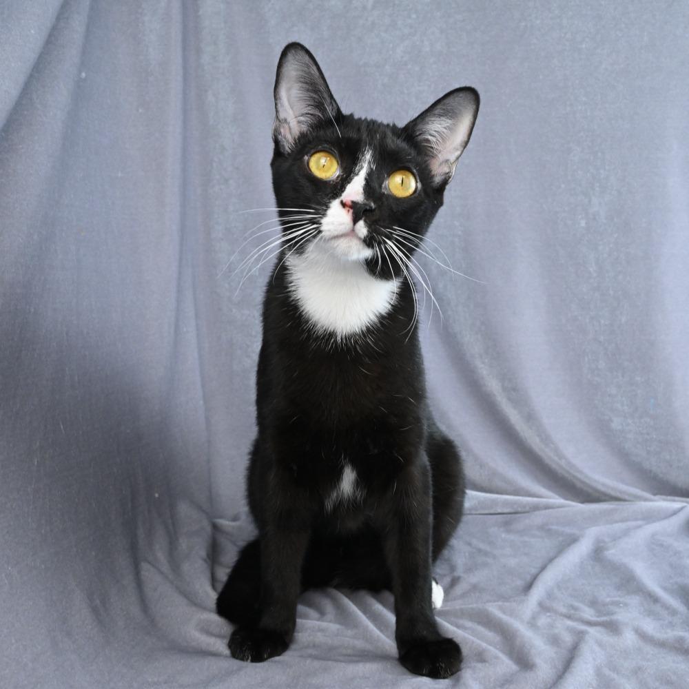 Enlarge Hattie, a Adoptable Domestic Short Hair in Mobile, AL image 1/6