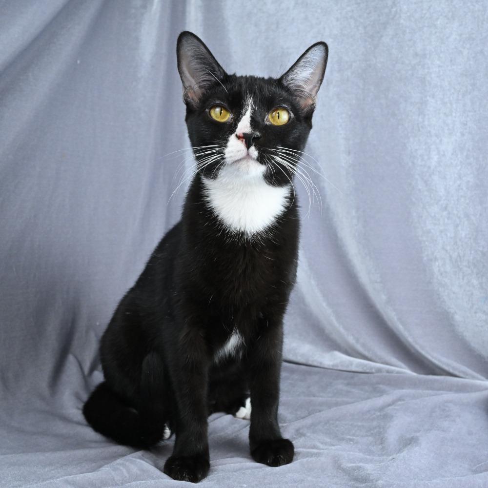 Enlarge Hattie, a Adoptable Domestic Short Hair in Mobile, AL image 2/6