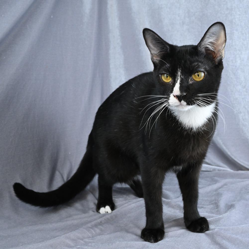 Enlarge Hattie, a Adoptable Domestic Short Hair in Mobile, AL image 3/6