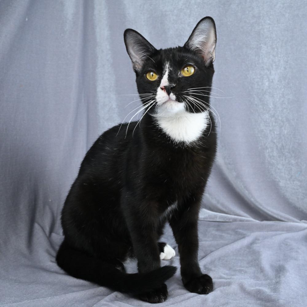 Enlarge Hattie, a Adoptable Domestic Short Hair in Mobile, AL image 4/6