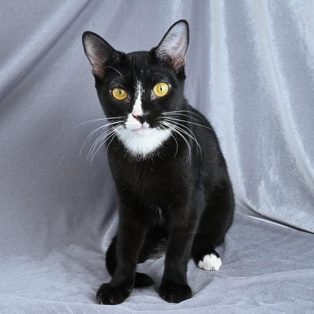 Enlarge Hattie, a Adoptable Domestic Short Hair in Mobile, AL image 5/6