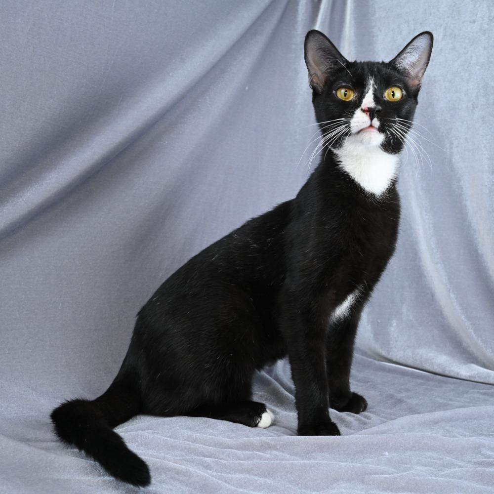 Enlarge Hattie, a Adoptable Domestic Short Hair in Mobile, AL image 6/6