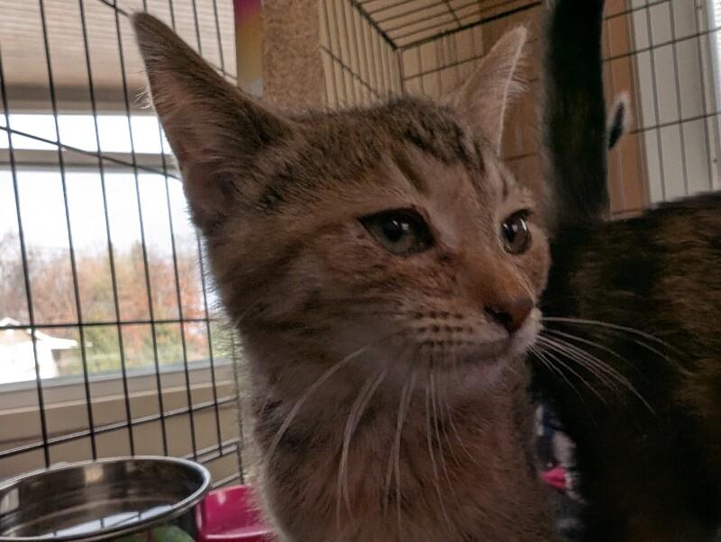 Alyssum, Adoptable, Young Female Domestic Short Hair.