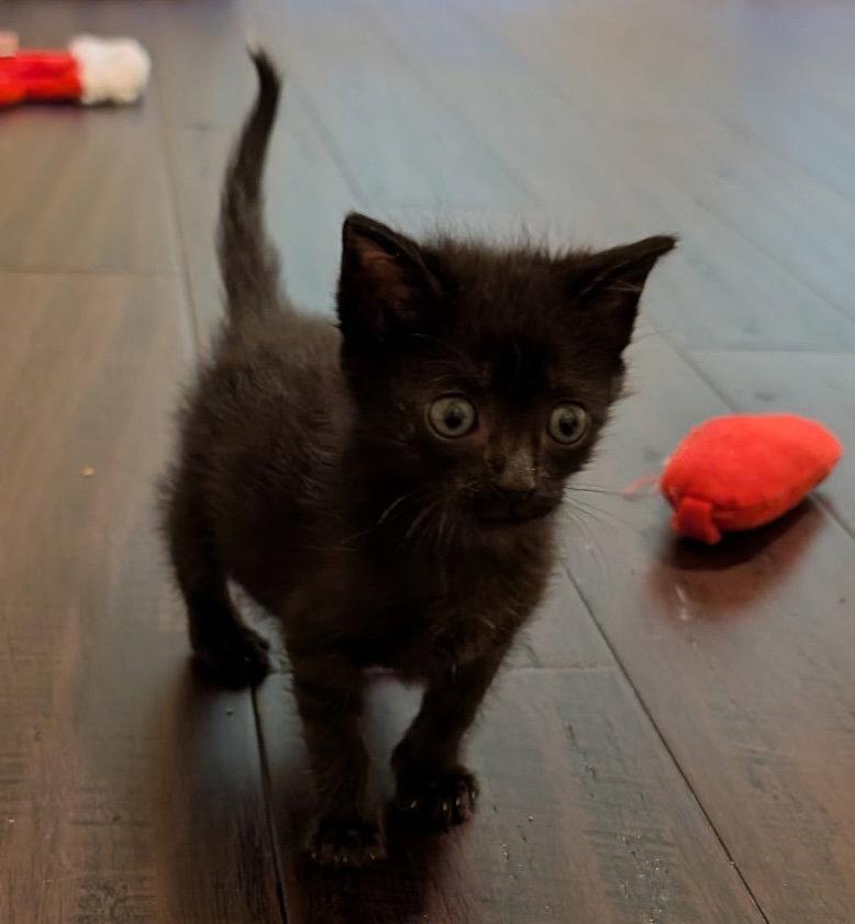Enlarge Tarzan, a Adopted Domestic Short Hair in Buford, GA image 2/3