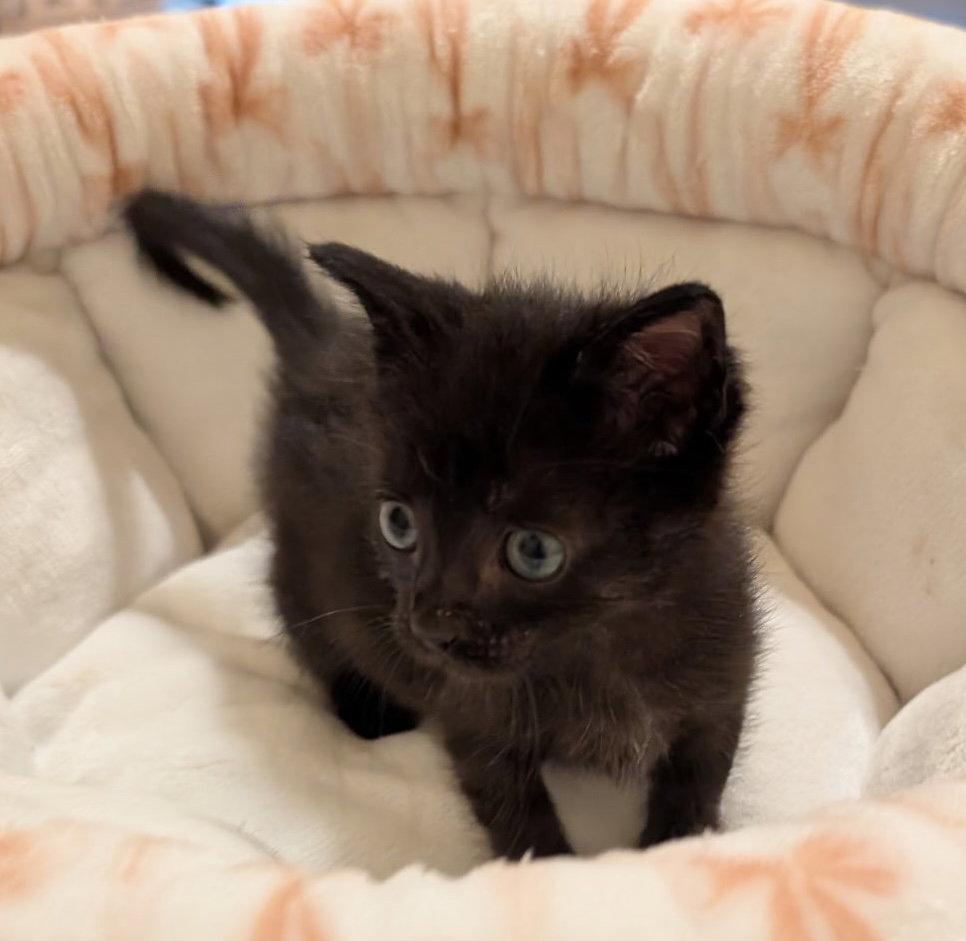 Enlarge Tarzan, a Adopted Domestic Short Hair in Buford, GA image 3/3