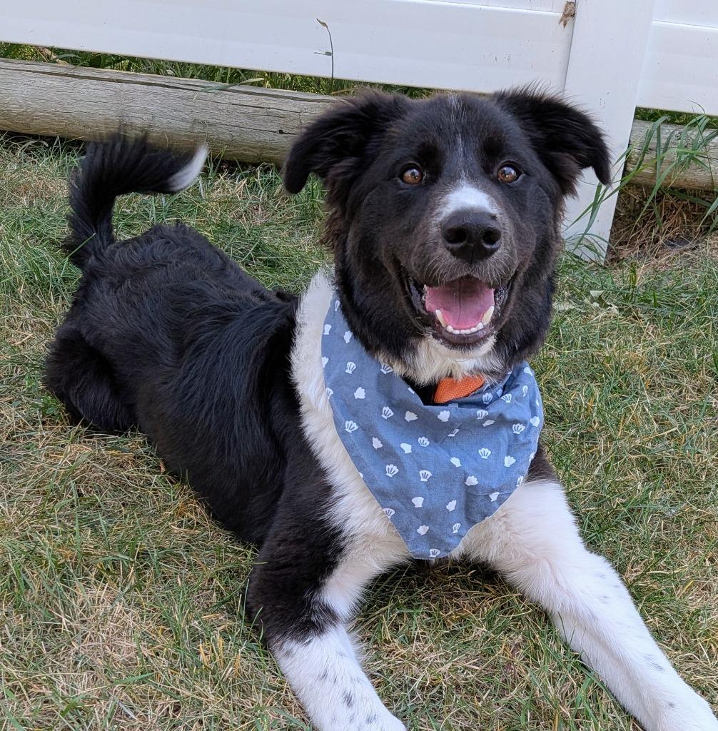 Miles (Per Gallon), Adoptable, Puppy Male Border Collie & Great Pyrenees.