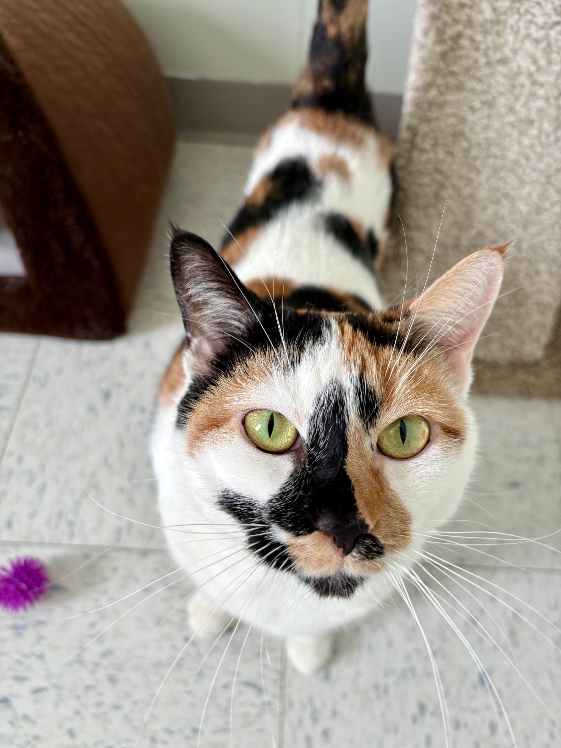 Feta, adopted, Adult Female Calico.