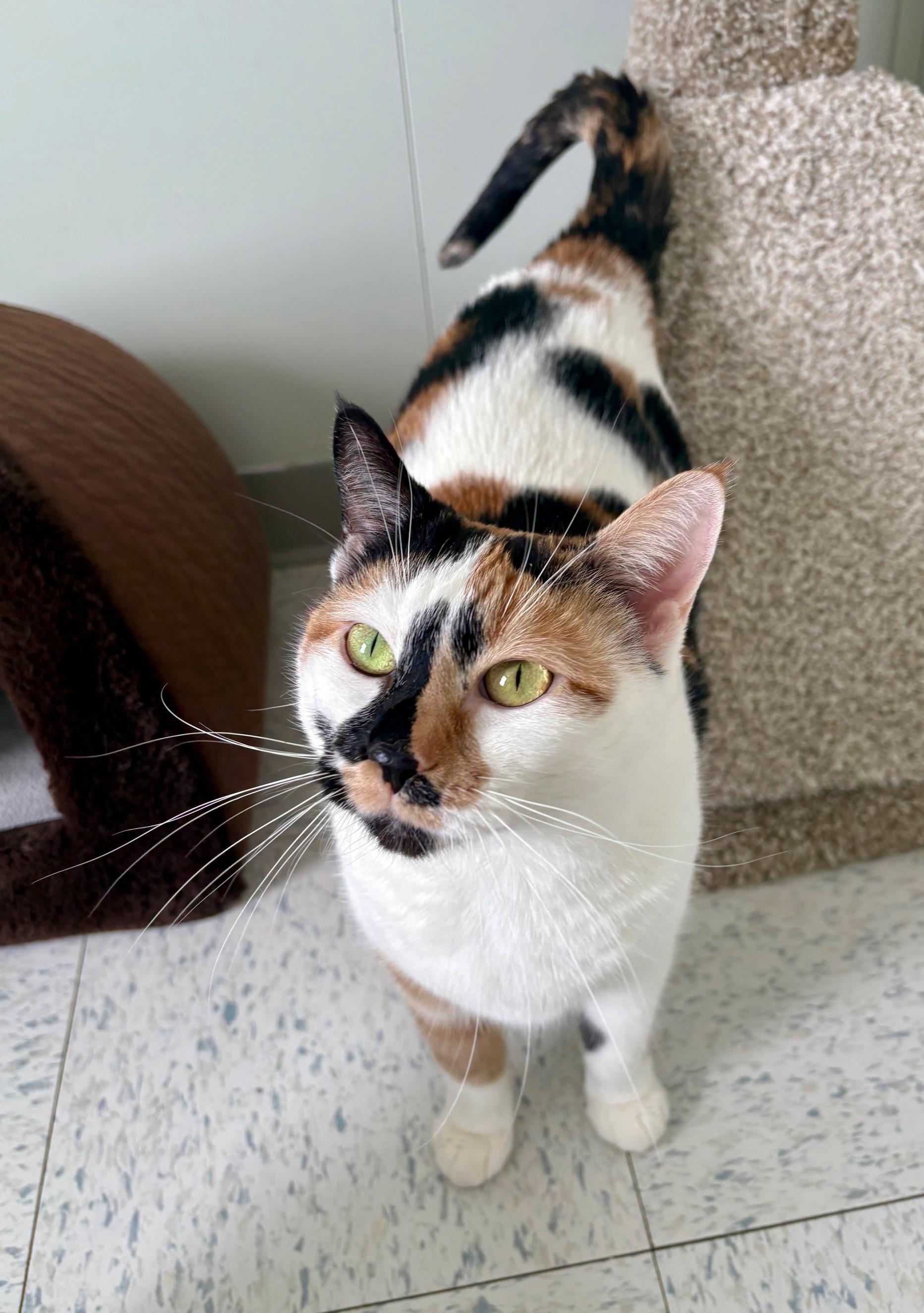 Feta, an adopted Calico in Bonnyville, AB image 2/3