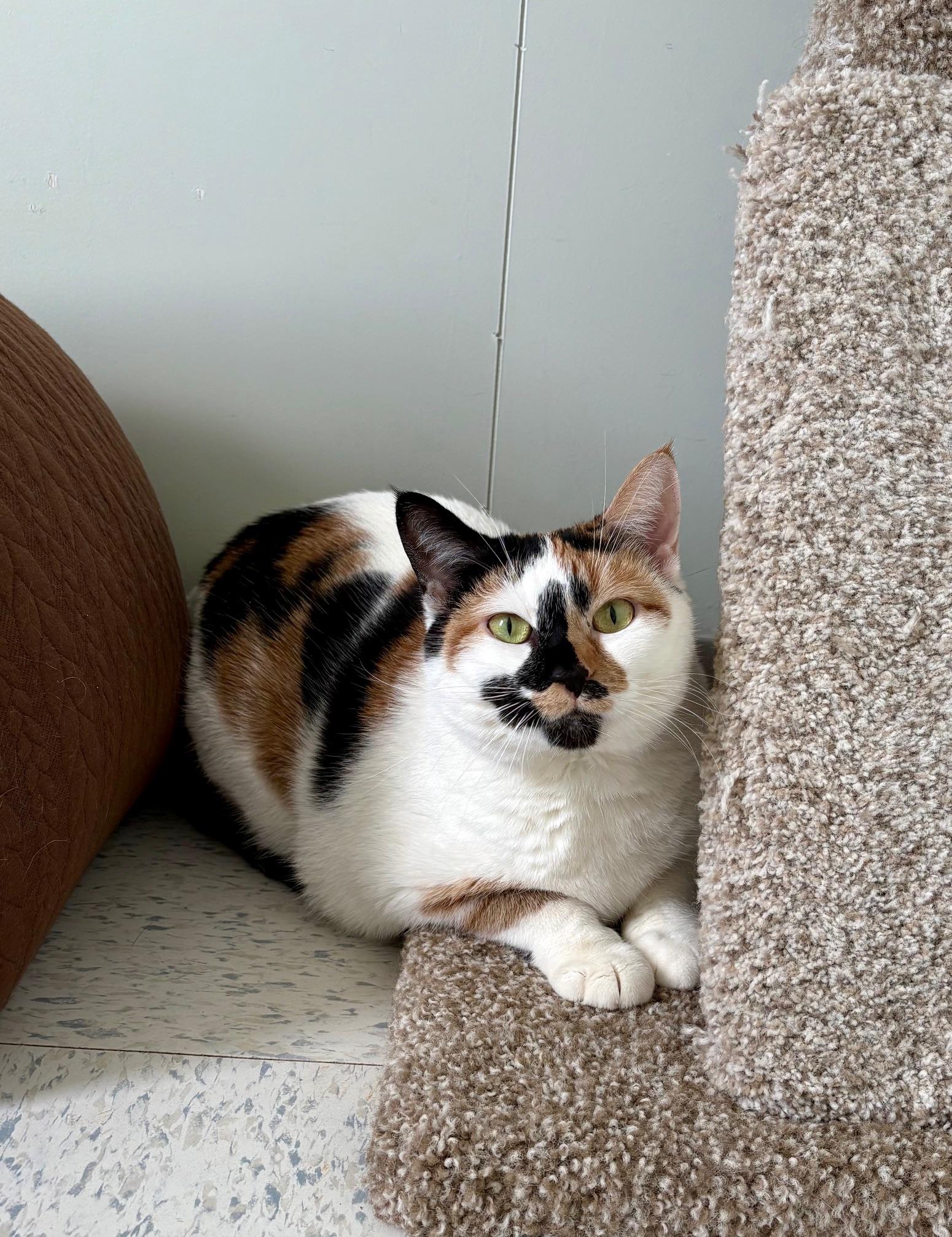 Feta, an adopted Calico in Bonnyville, AB image 3/3