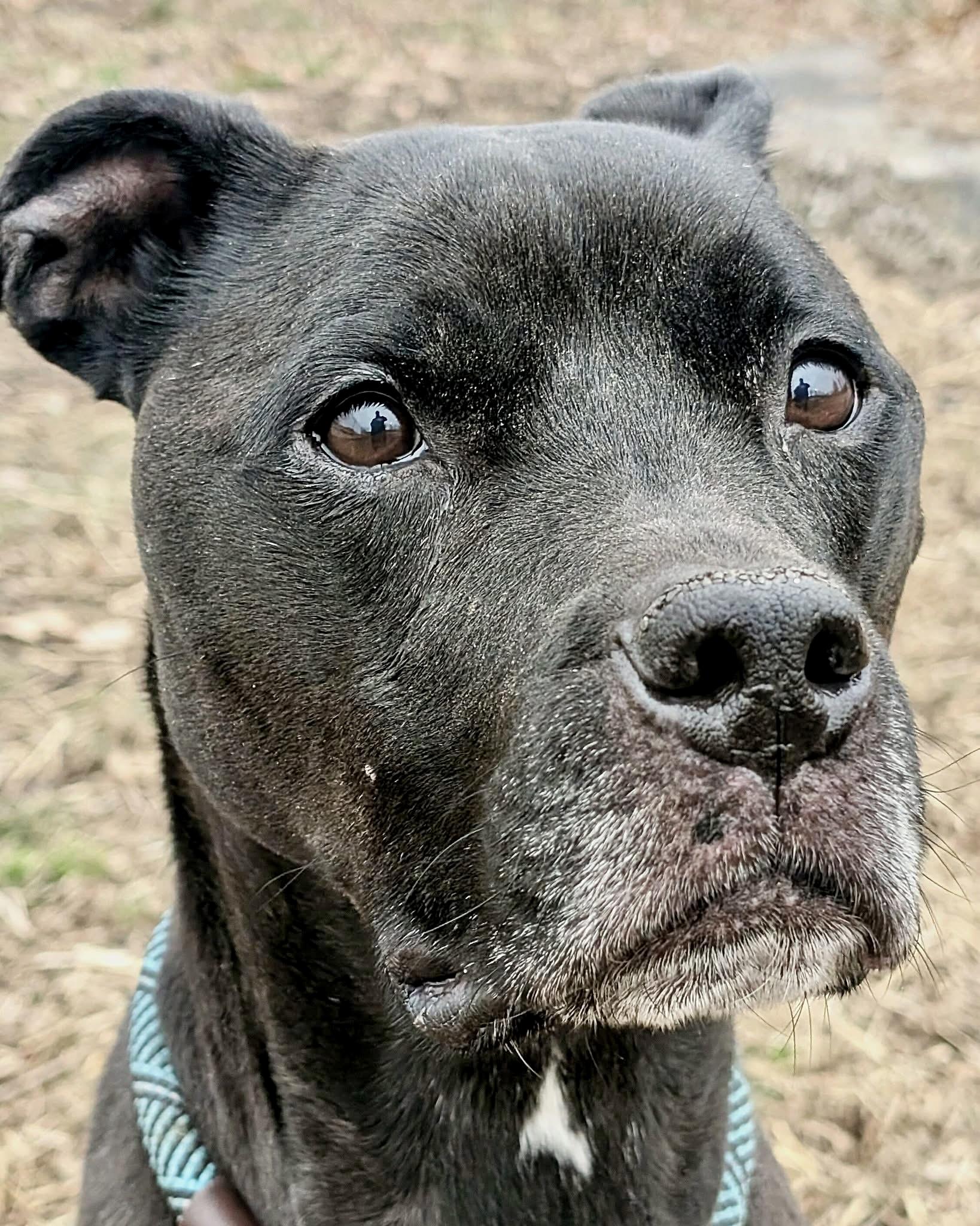 Charlie, adopted, Senior Male Pit Bull Terrier.
