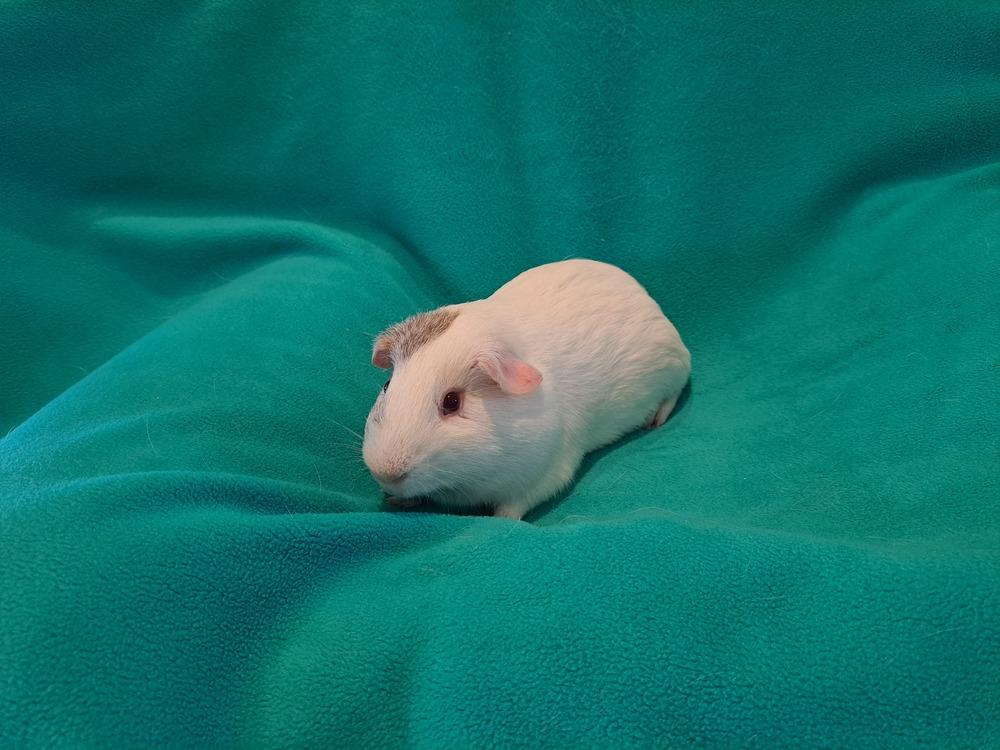 Enlarge Reggie, a Adoptable mixed breed in South Bend, IN image 1/2