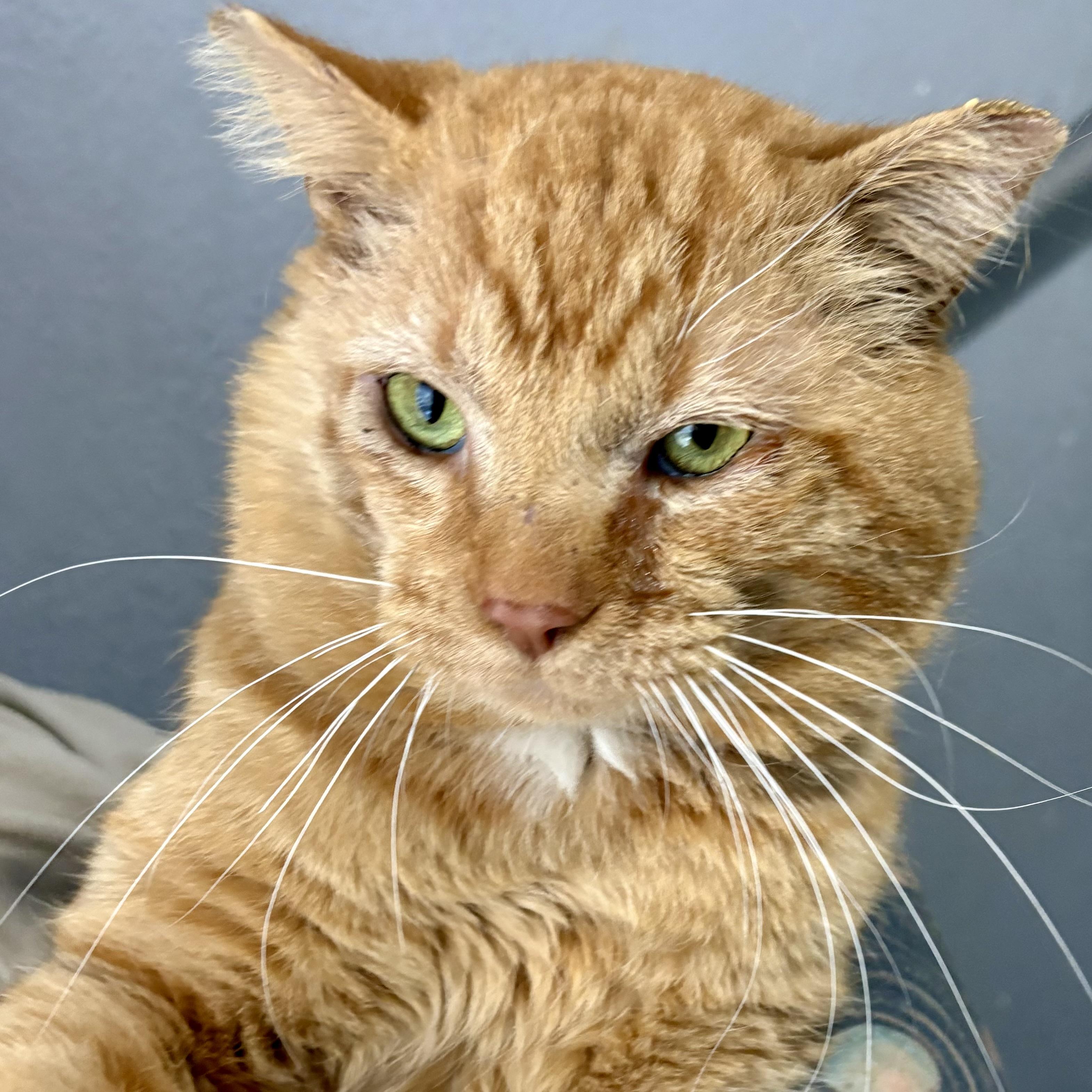 Enlarge Honey, a ADOPTABLE Domestic Short Hair in Akron, OH image 2/4