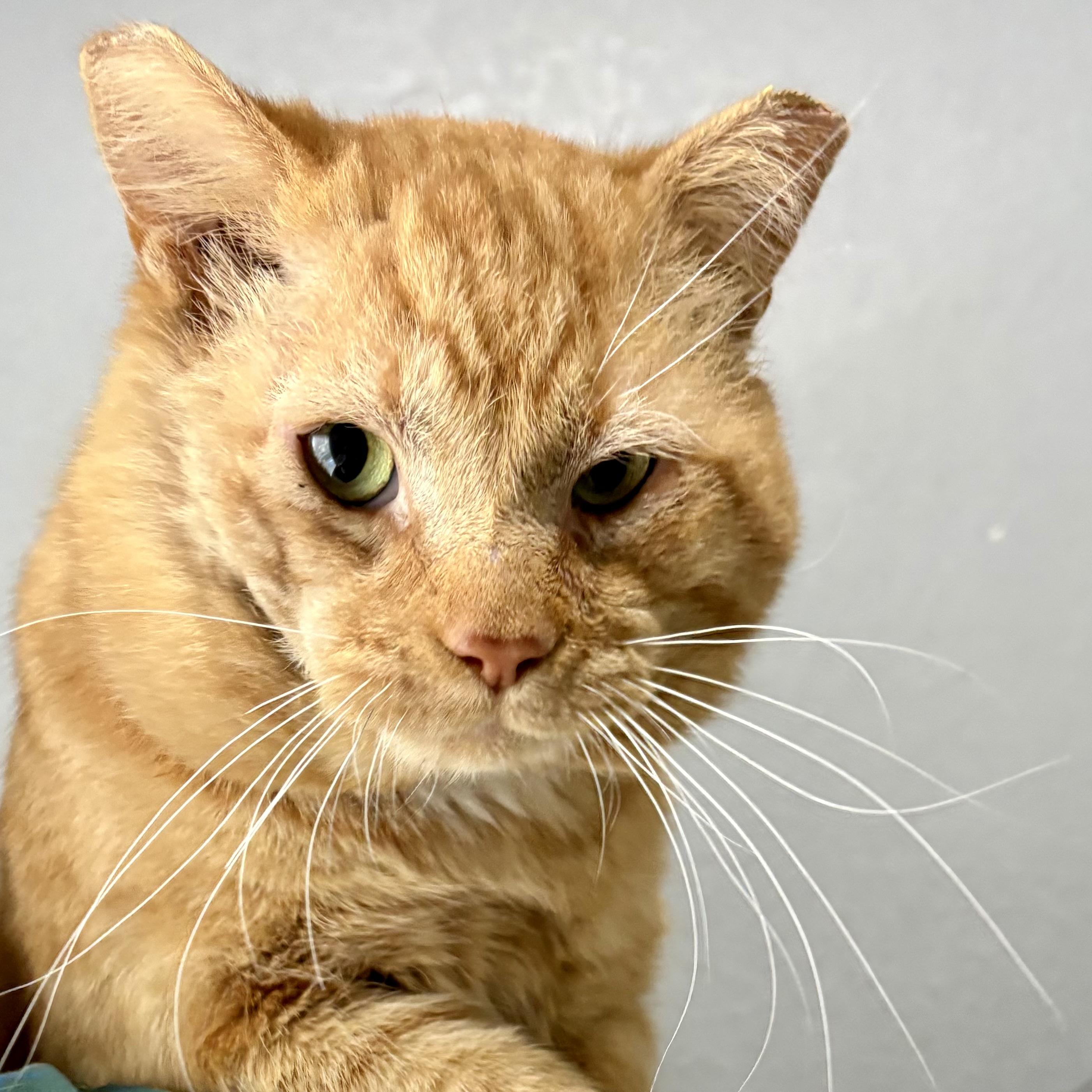 Enlarge Honey, a ADOPTABLE Domestic Short Hair in Akron, OH image 1/4