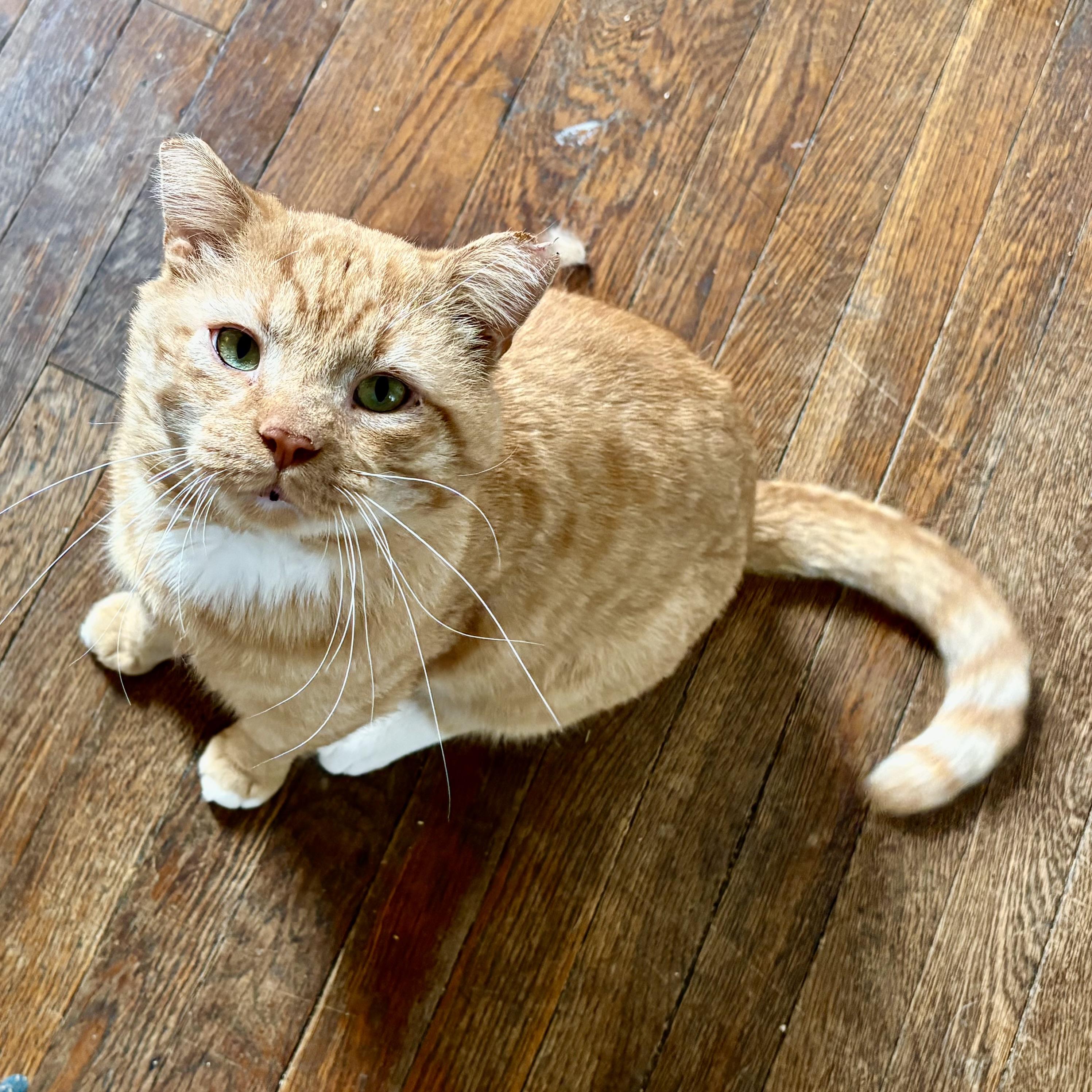 Enlarge Honey, a ADOPTABLE Domestic Short Hair in Akron, OH image 4/4