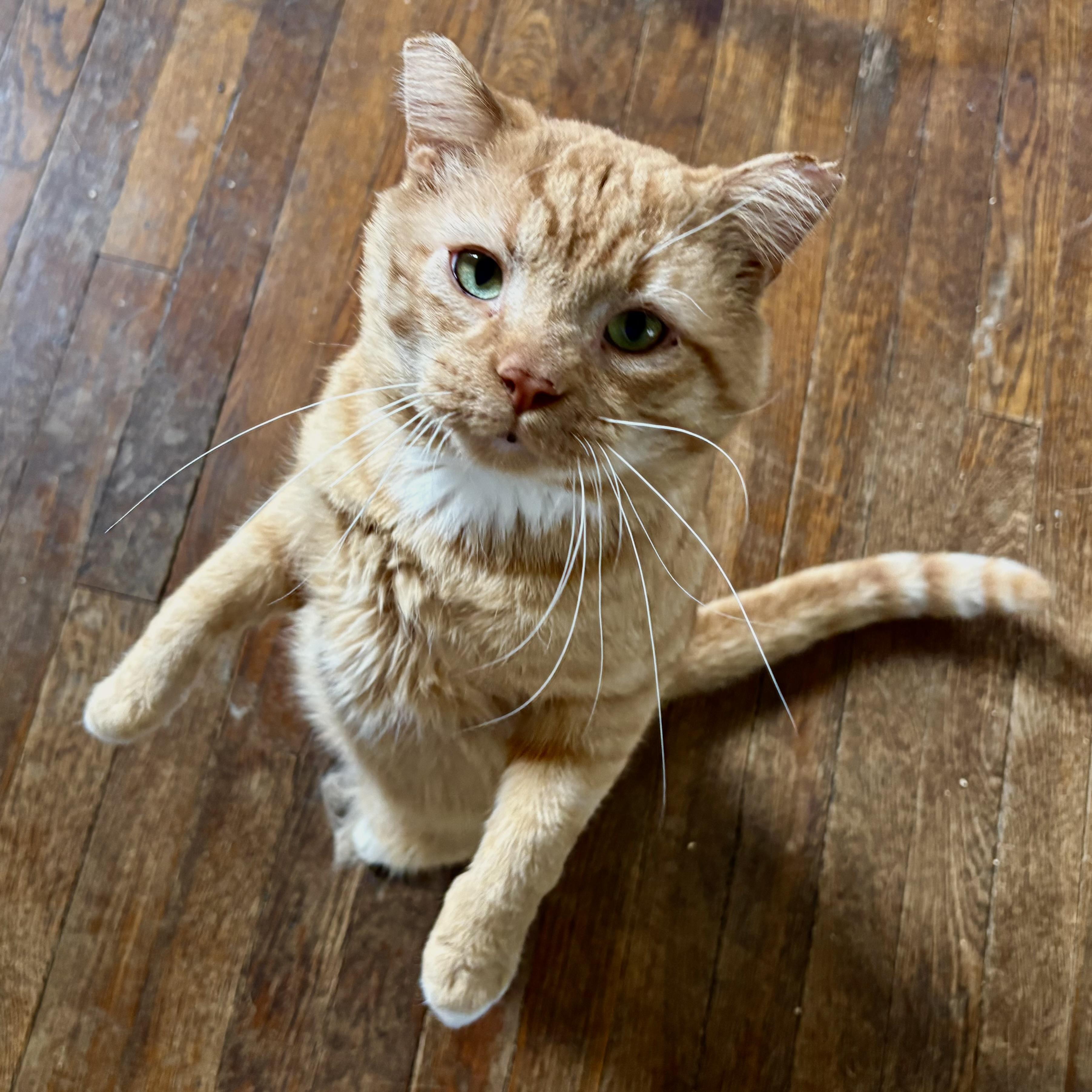 Enlarge Honey, a ADOPTABLE Domestic Short Hair in Akron, OH image 3/4