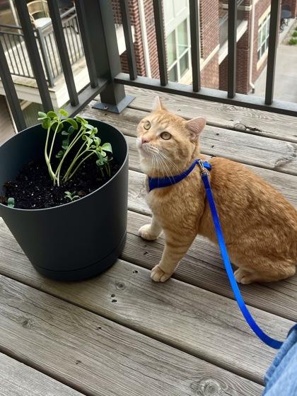 Simba, Adoptable, Adult Male Domestic Short Hair & Domestic Short Hair.