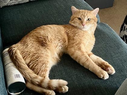 Enlarge Simba, a Adoptable mixed breed in Madison, WI image 2/3