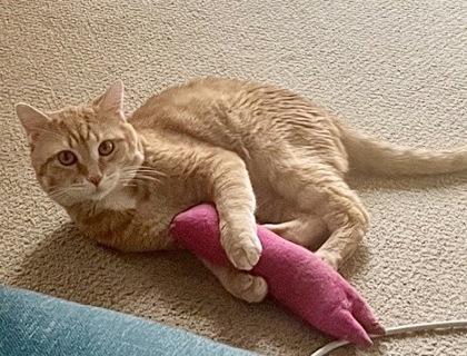 Simba, Adoptable, Adult Male Domestic Short Hair & Domestic Short Hair.