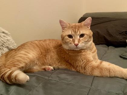 Enlarge Simba, a Adoptable mixed breed in Madison, WI image 3/3