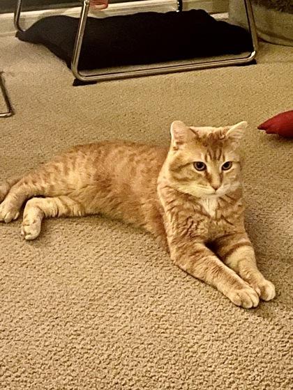 Enlarge Simba, a Adoptable mixed breed in Madison, WI image 2/2