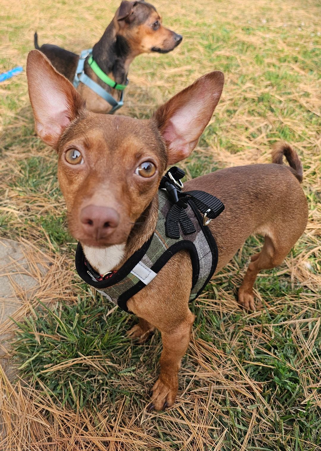 Joey, adoptable, Adult Male Chihuahua & Dachshund.