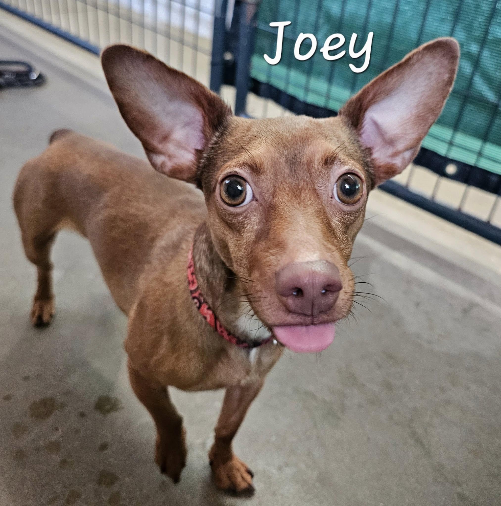 Enlarge Joey, an adoptable mixed breed in Lapeer, MI image 2/3