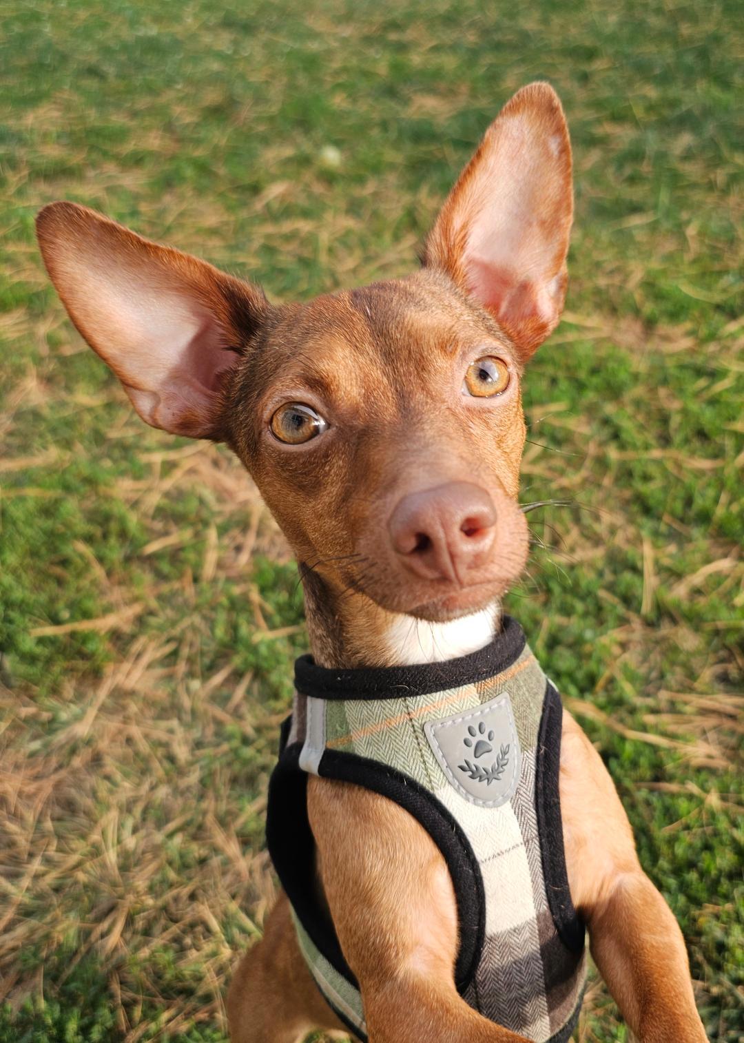 Enlarge Joey, an adoptable mixed breed in Lapeer, MI image 3/3