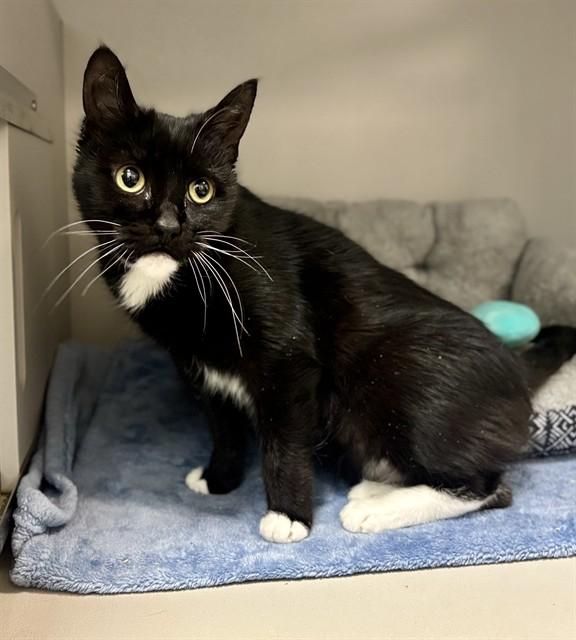 Enlarge SQUEAKERS, a Adoptable Domestic Short Hair in Kalamazoo, MI image 1/1