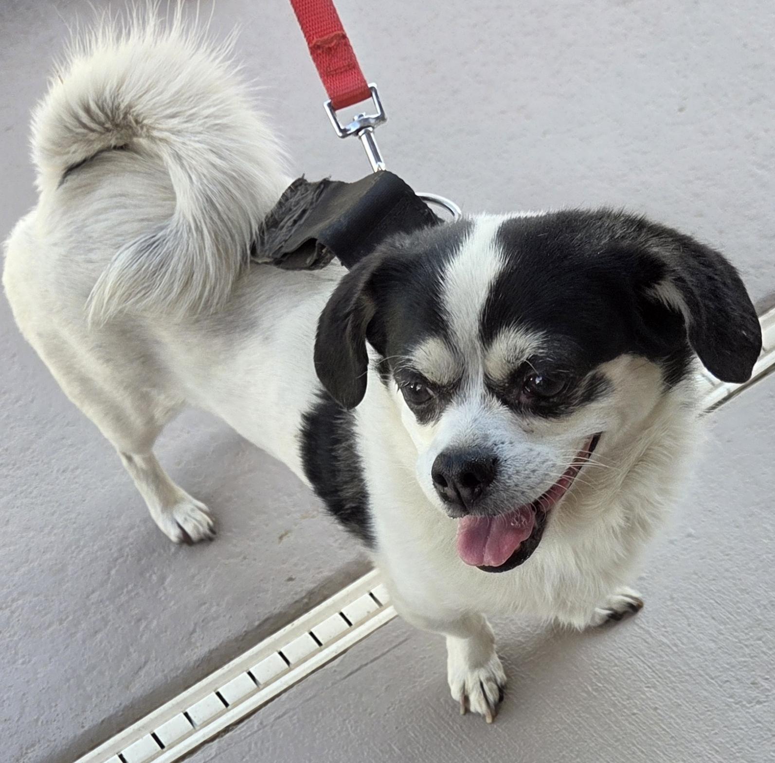 Enlarge Brandi, a ADOPTABLE mixed breed in Mesquite, NV image 2/2