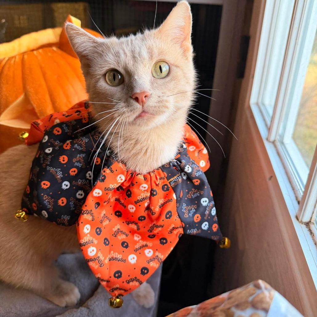 Anita- SPONSORED!, a Adoptable Domestic Short Hair in Flower Mound, TX image 1/5