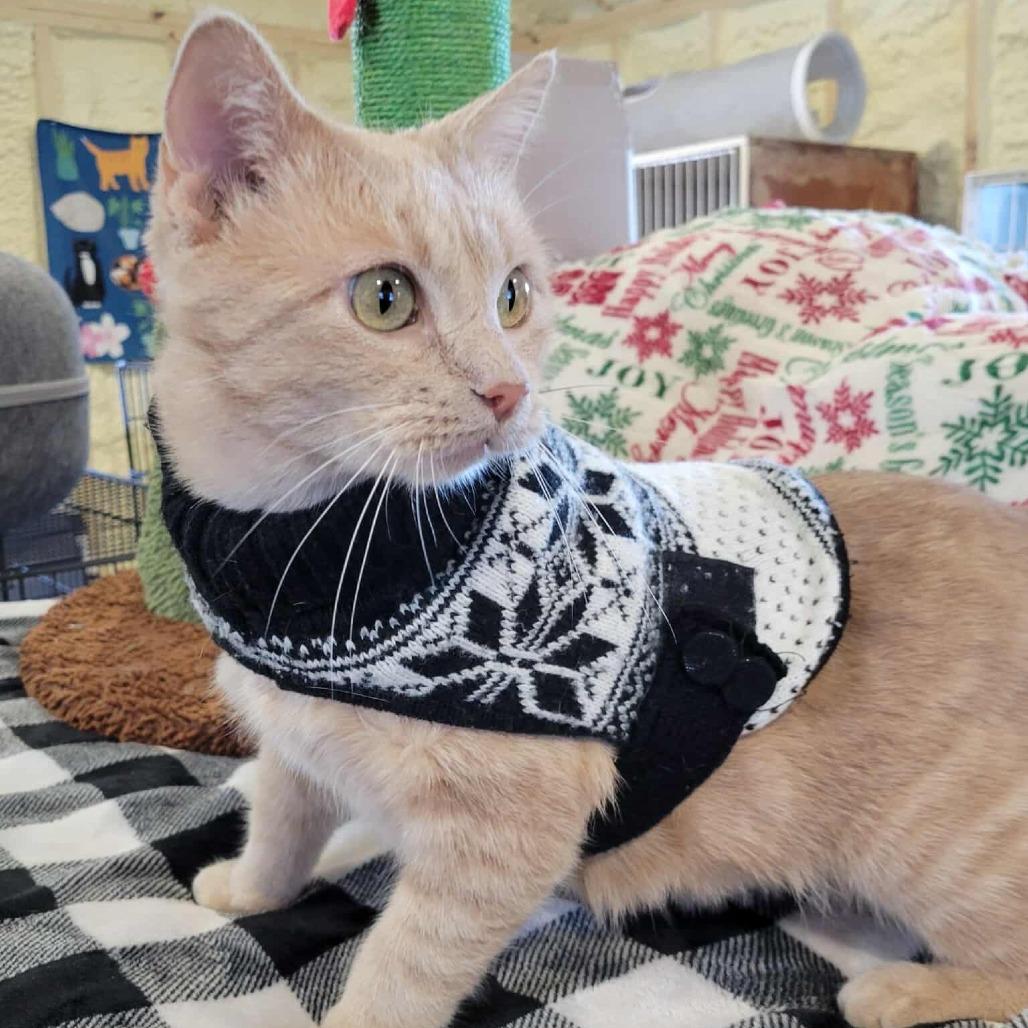 Anita- SPONSORED!, a Adoptable Domestic Short Hair in Flower Mound, TX image 2/5