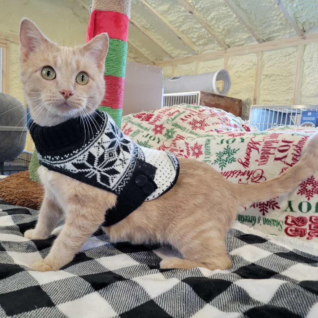 Anita- SPONSORED!, a Adoptable Domestic Short Hair in Flower Mound, TX image 3/5