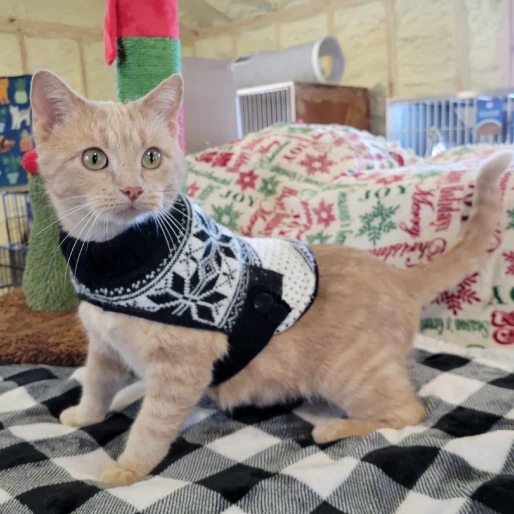 Anita- SPONSORED!, a Adoptable Domestic Short Hair in Flower Mound, TX image 4/5