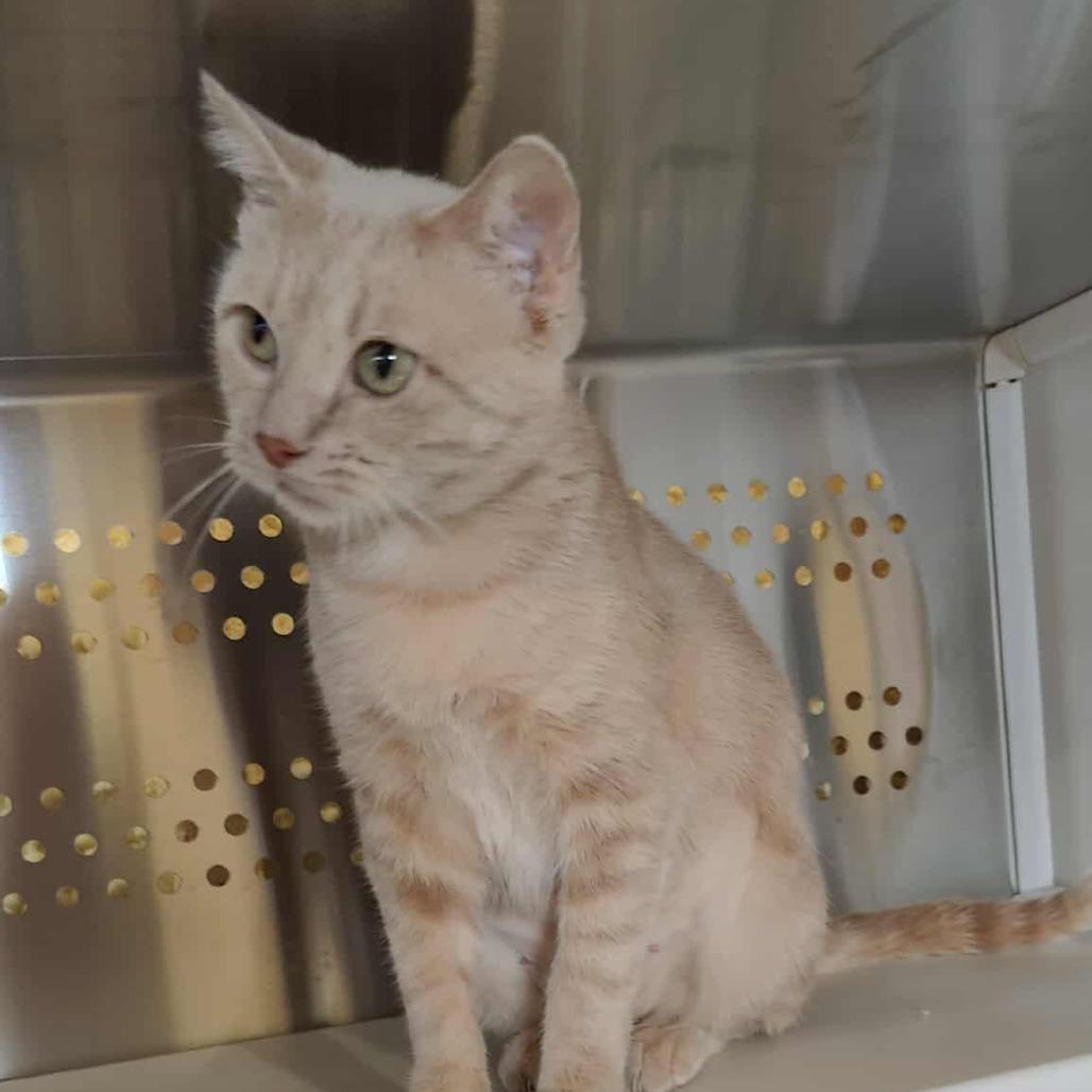 Anita- SPONSORED!, a Adoptable Domestic Short Hair in Flower Mound, TX image 5/5