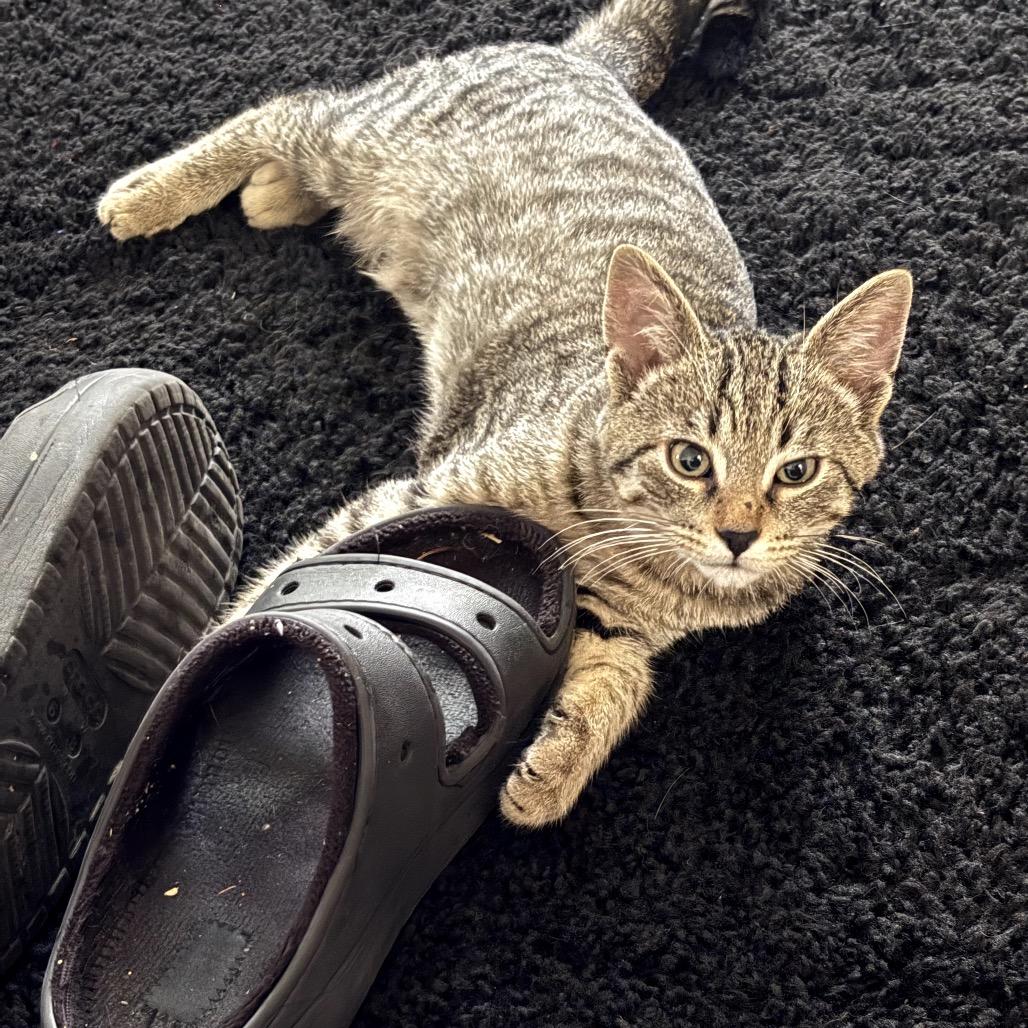 Warlock C66726, Adoptable, Young Male Domestic Short Hair.