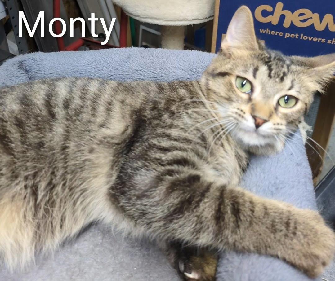 Monty , ADOPTABLE, Kitten Male Domestic Short Hair.