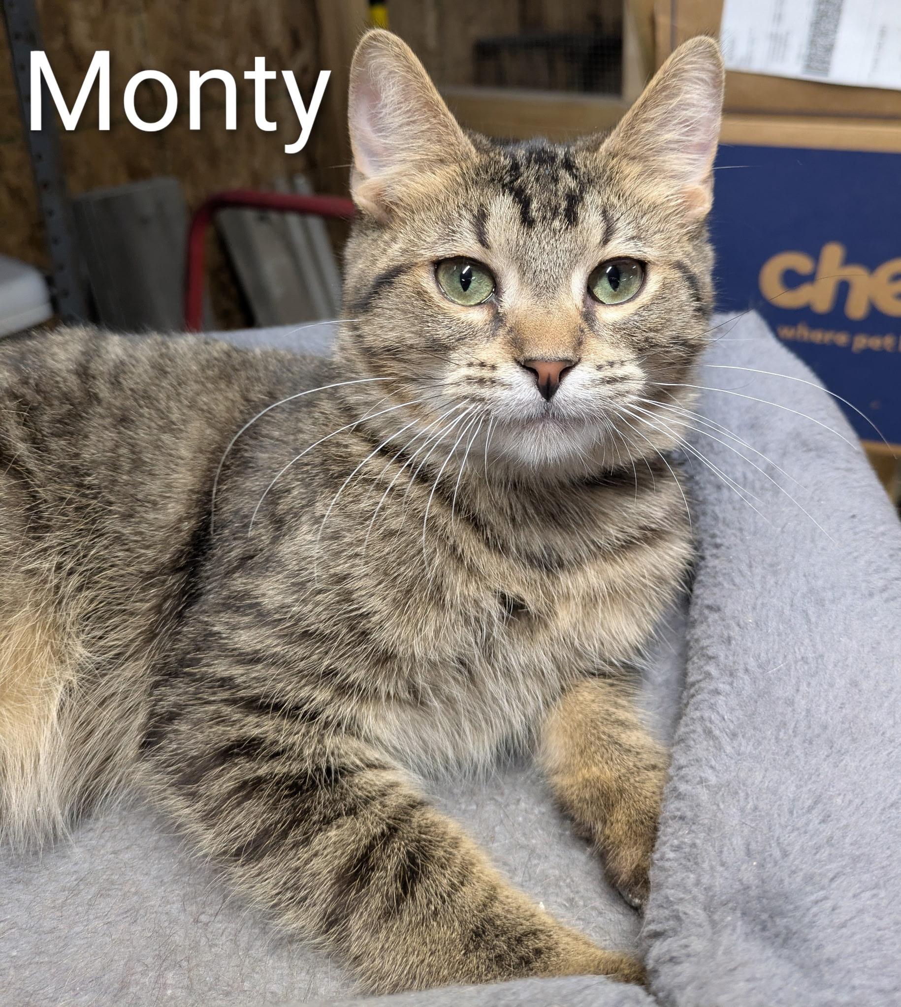 Enlarge Monty , a ADOPTABLE Domestic Short Hair in Mears, MI image 2/3