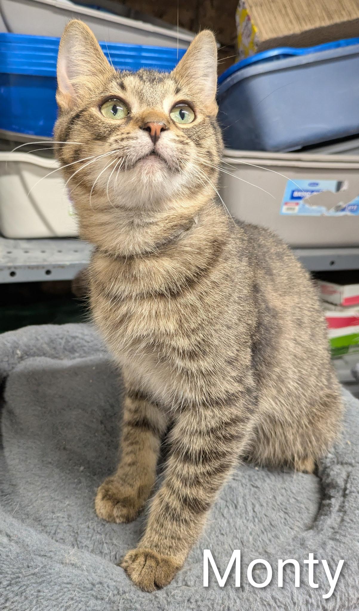 Enlarge Monty , a ADOPTABLE Domestic Short Hair in Mears, MI image 3/3