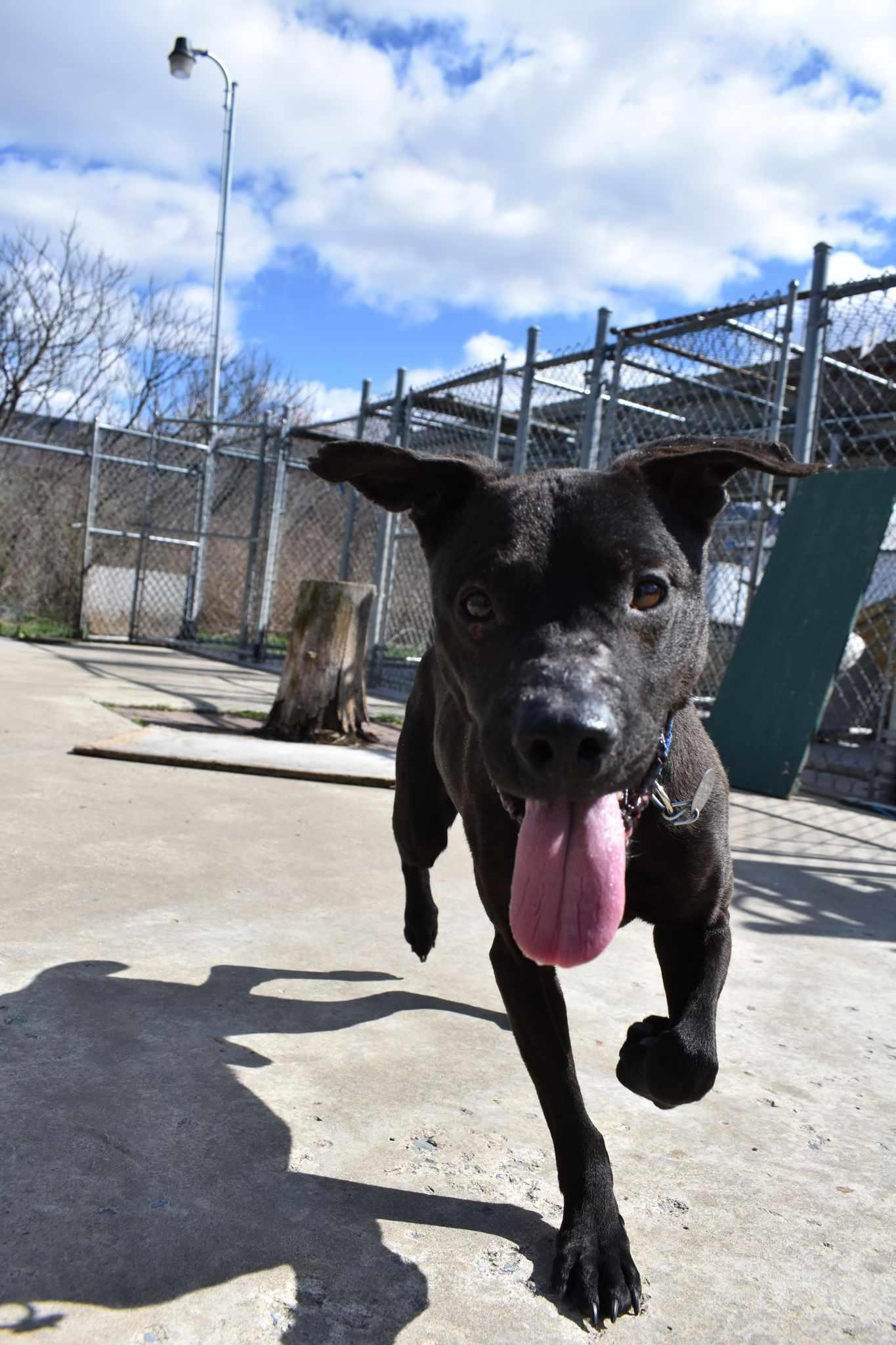 Run D.O.G., a Adoptable mixed breed in Altoona, PA image 2/4