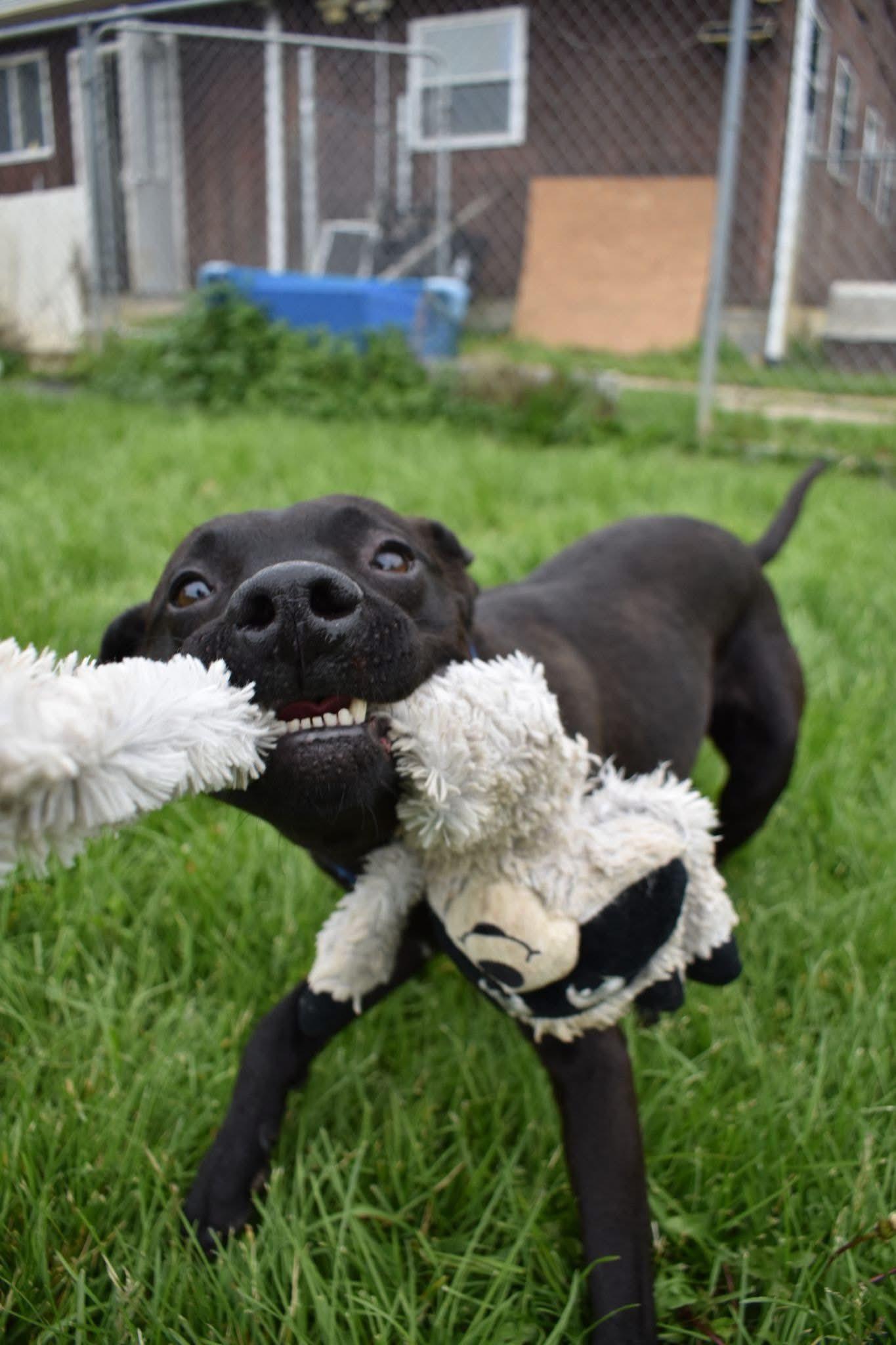 Run D.O.G., Adoptable, Adult Male Pit Bull Terrier.