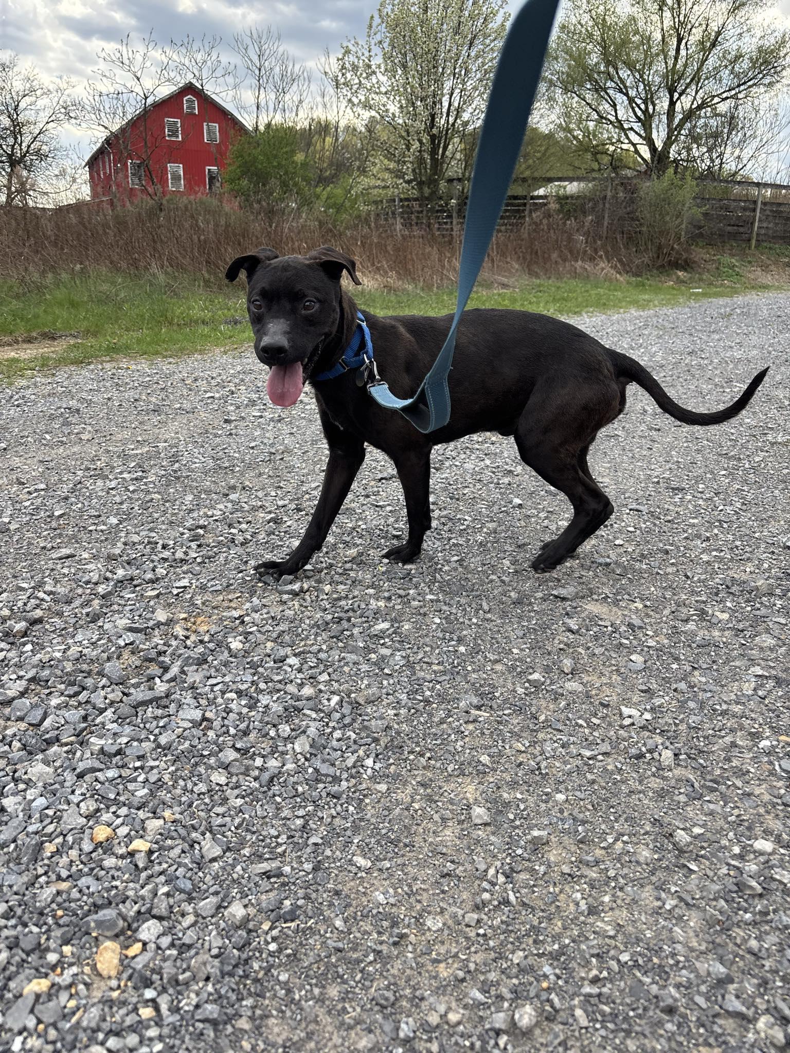 Run D.O.G., a Adoptable mixed breed in Altoona, PA image 3/4