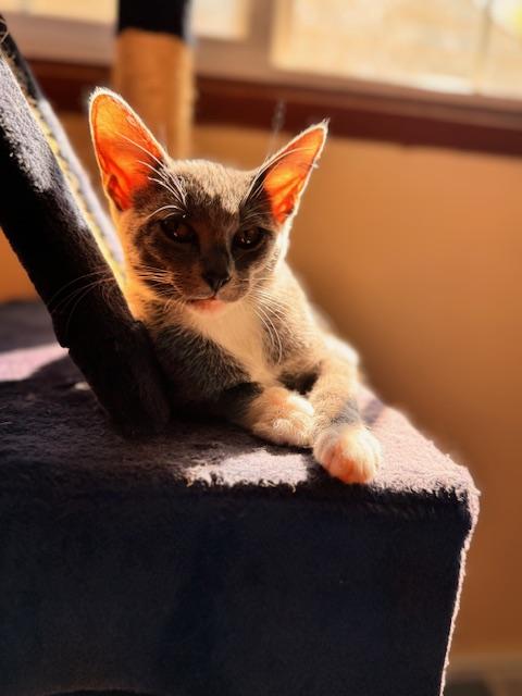 Galinda, a Adoptable Domestic Short Hair in Cleveland, OH image 3/3