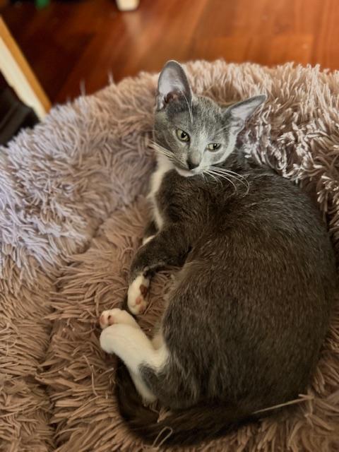 Galinda, Adoptable, Kitten Female Domestic Short Hair.