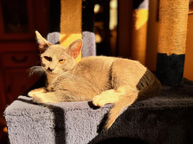 Galinda, a Adoptable Domestic Short Hair in Cleveland, OH image 2/3