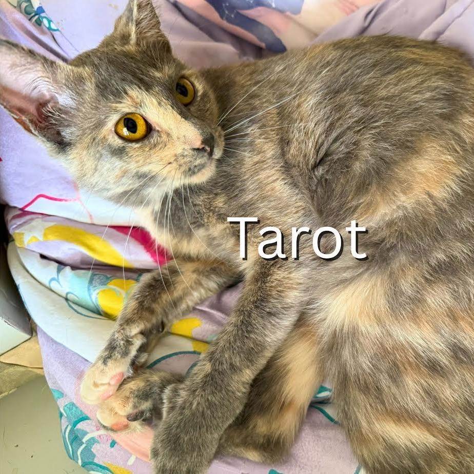 Tarot