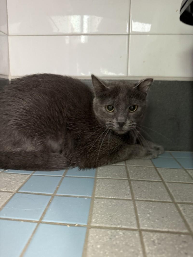 GRAVY, Adoptable, Young Female Domestic Short Hair.