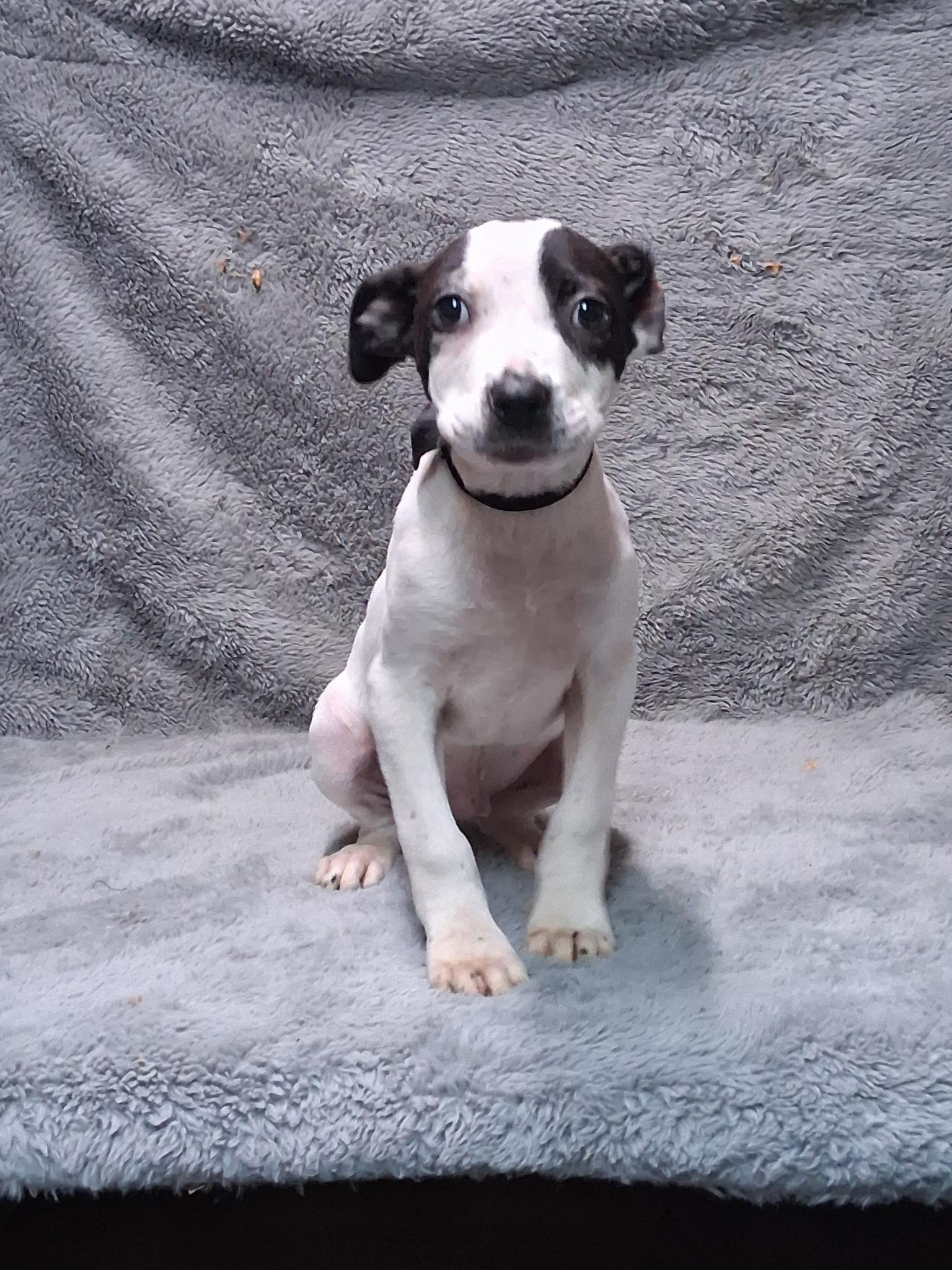 Enlarge Timothy- COME MEET!, a ADOPTABLE mixed breed in Medfield, MA image 3/4