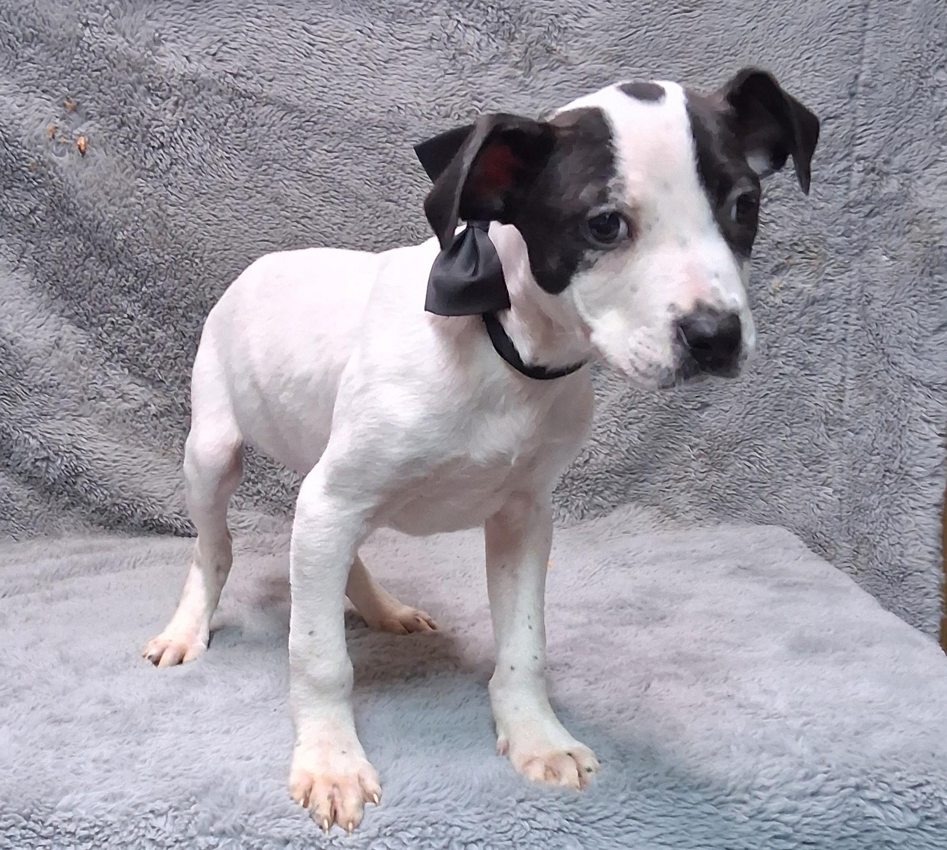 Enlarge Timothy- COME MEET!, a ADOPTABLE mixed breed in Medfield, MA image 2/4