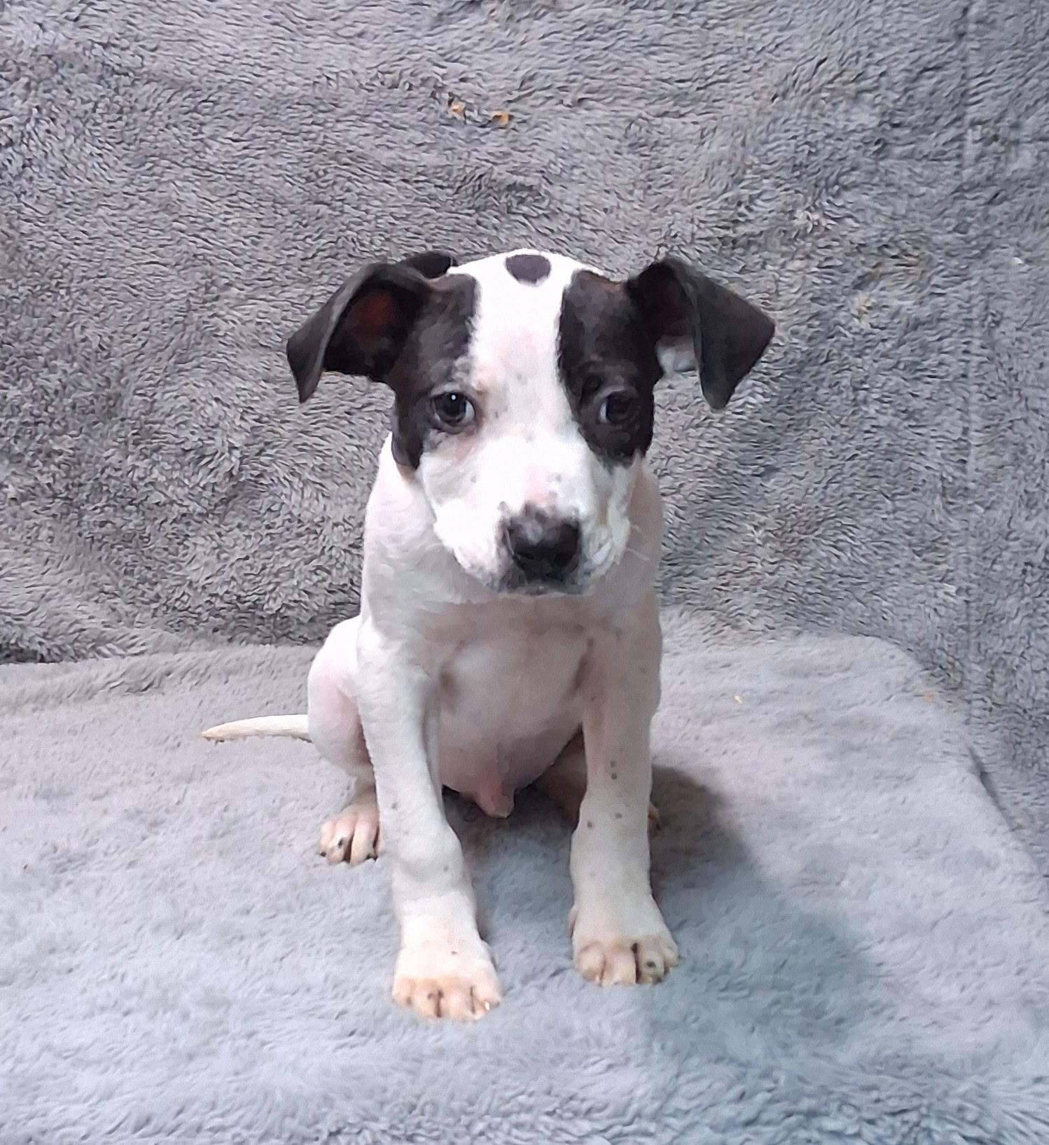 Timothy- COME MEET!, ADOPTABLE, Puppy Male Labrador Retriever.